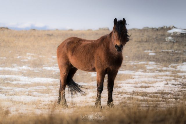 Baikal Horse