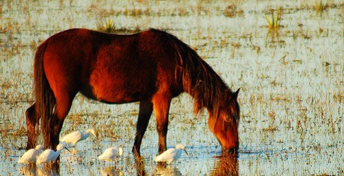 Baixadeiro horse