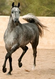 Bakhtiari horse