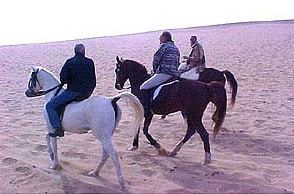 Baladi Horse