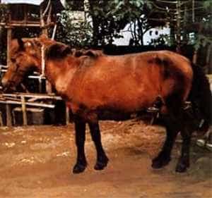 Bali pony