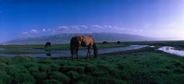 Balikun horse