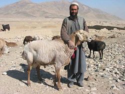 Balkhi sheep