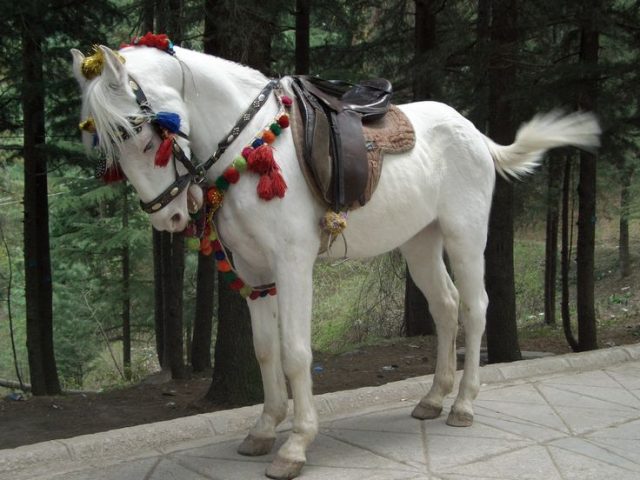 Baluchi horse