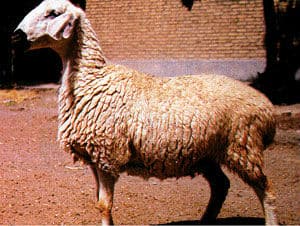 Baluchi sheep