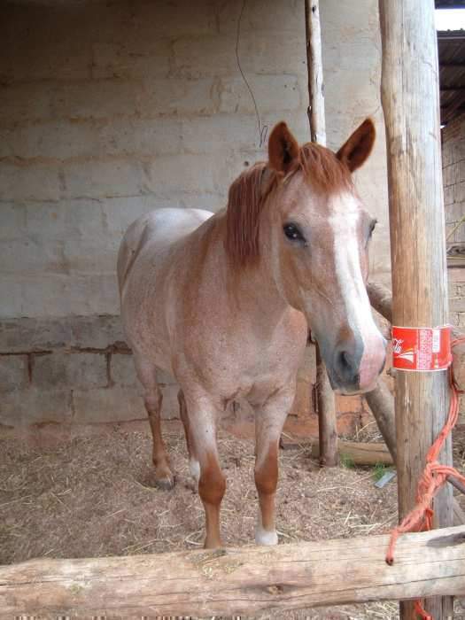 Beledougou horse