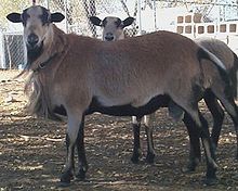 Barbados Blackbelly sheep