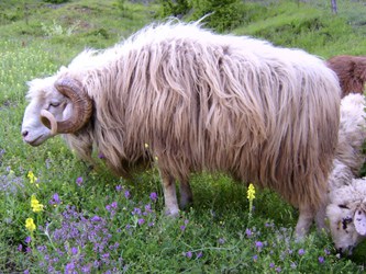 Bardoka sheep