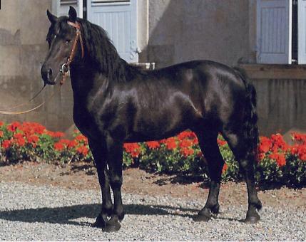 Barthais pony