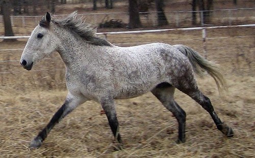 Bashkir horse