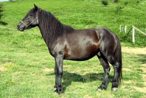 Pottok pony