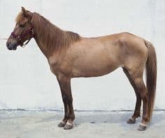 Batak pony