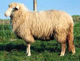 Bavarian Forest sheep