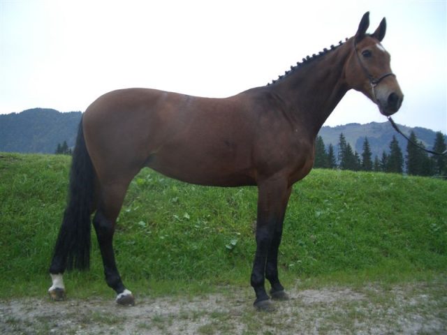 Bavarian Warmblood horse