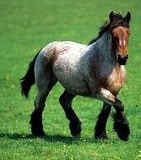Belgian Ardennes horse