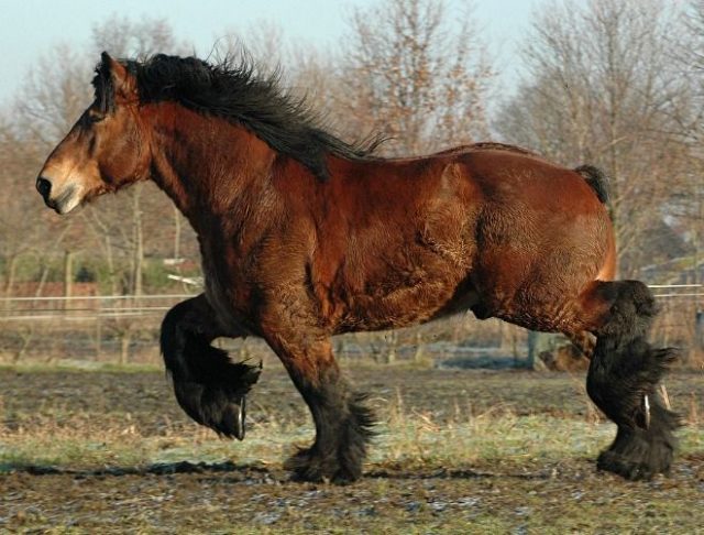 Belgian Draft horse