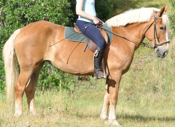 Belgian Sport Horse