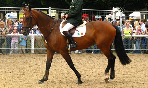 Belgian Warmblood horse