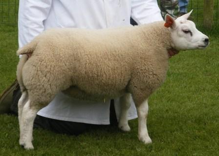 Beltex sheep