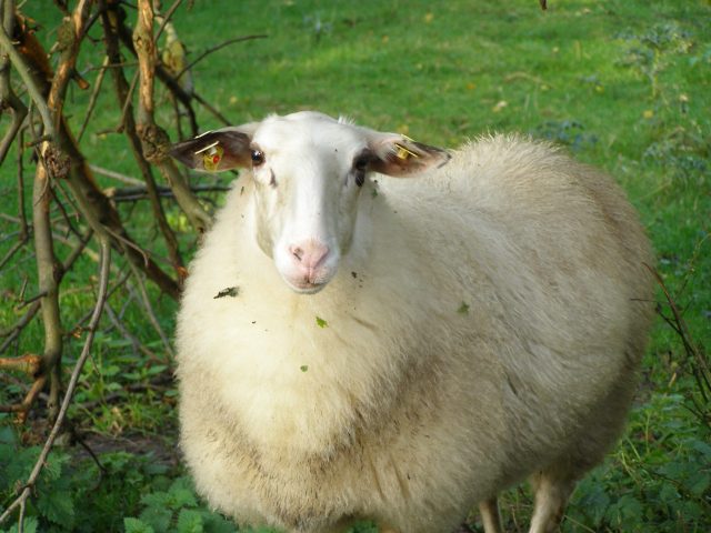 Bentheimer Landschaf sheep