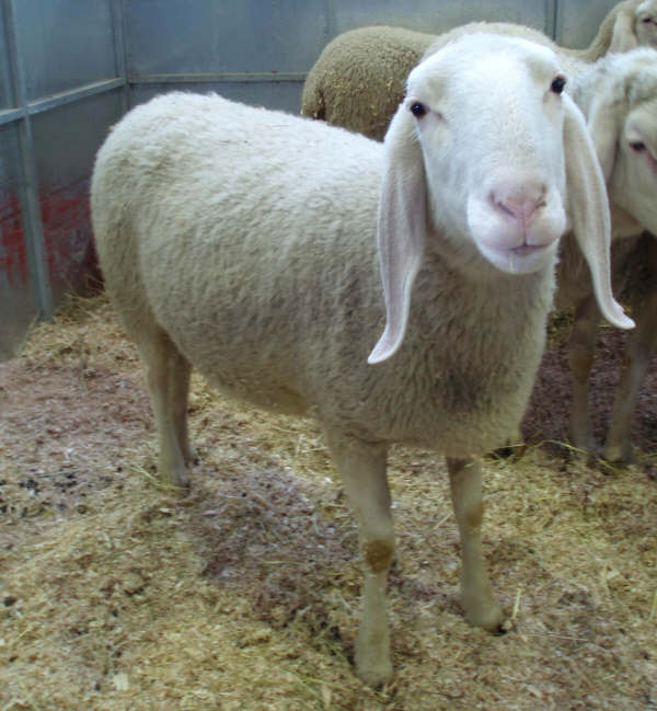 Bergamasca sheep