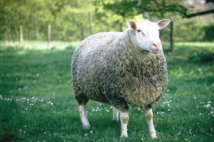 Berrichon du Cher sheep