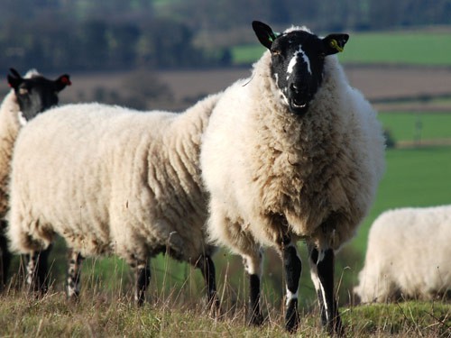 Beulah Speckled-Faced Sheep