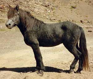 Bhotia pony