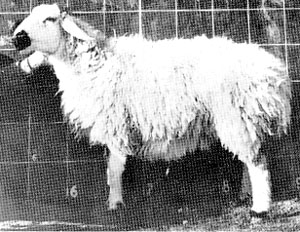 Bibrik sheep