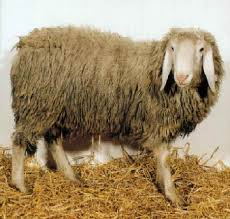 Biellese sheep