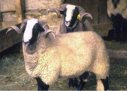 Bizet sheep