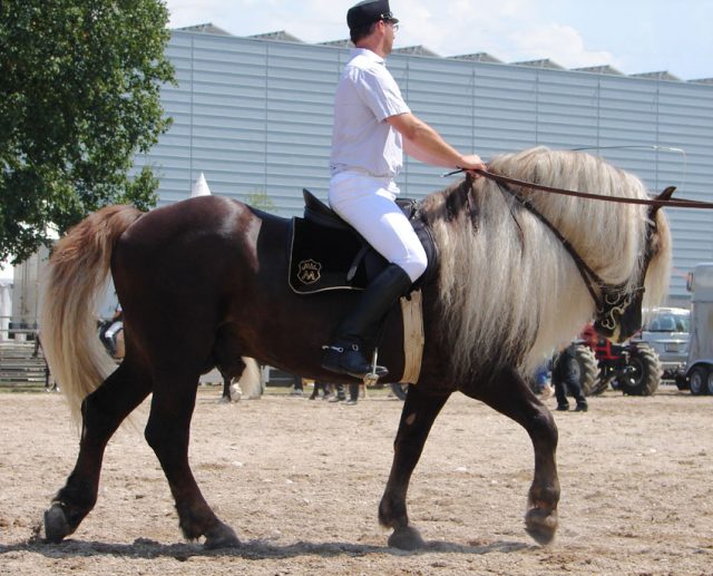 Black Forest horse