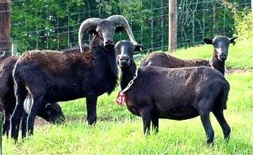 Black Hawaiian sheep