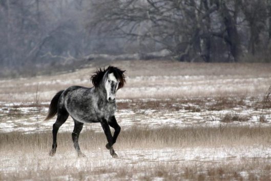 Black Sea horse