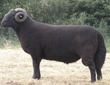 Black Welsh Mountain sheep