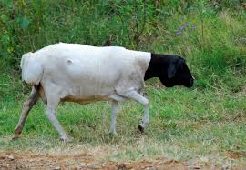 Blackhead Persian Sheep