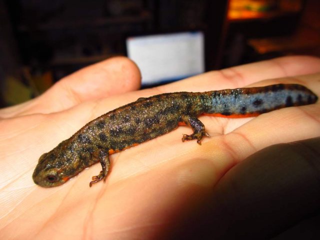 Blue Tail Newt