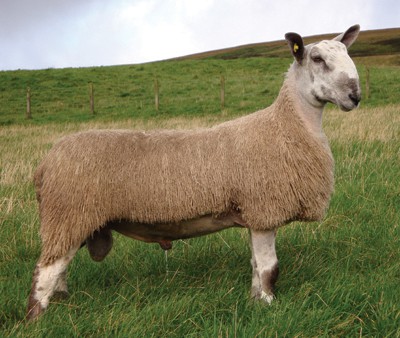 Bluefaced Leicester sheep