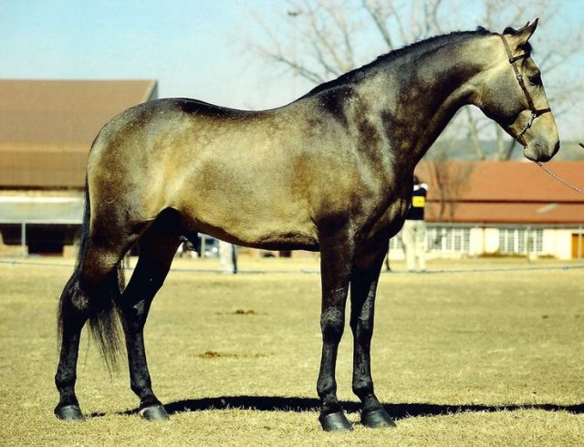 Boer Pony