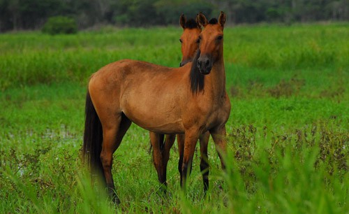 Bolivian Pony