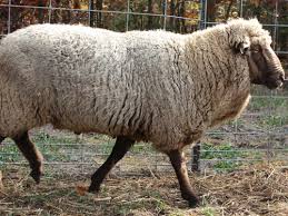 Bond sheep