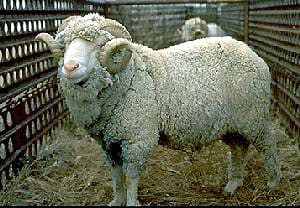 Booroola Merino sheep