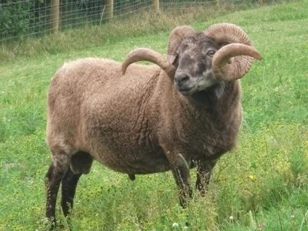 Boreray sheep