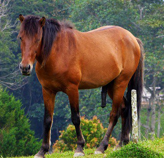 Borneo pony