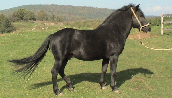 Bosnian Mountain horse