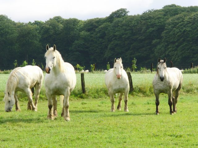 Boulonnais horse