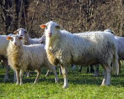 Bovec sheep