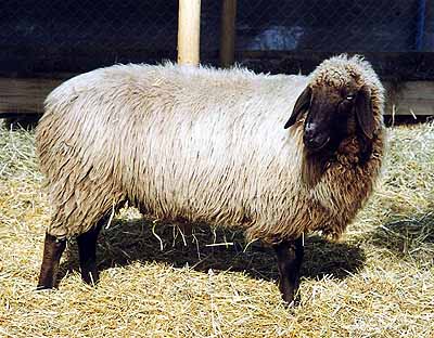 Braunes Bergschaf sheep
