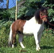Brazilian pony