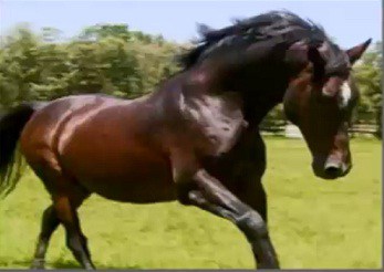 Brazilian Sport horse